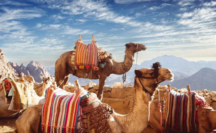 Camels on the summit of Mount Sinai on a tour from Sharm El Sheikh