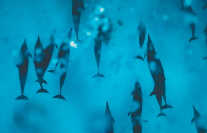 Spinner dolphins swimming over the reef in the Red Sea during a Dolphin House snorkelling trip
