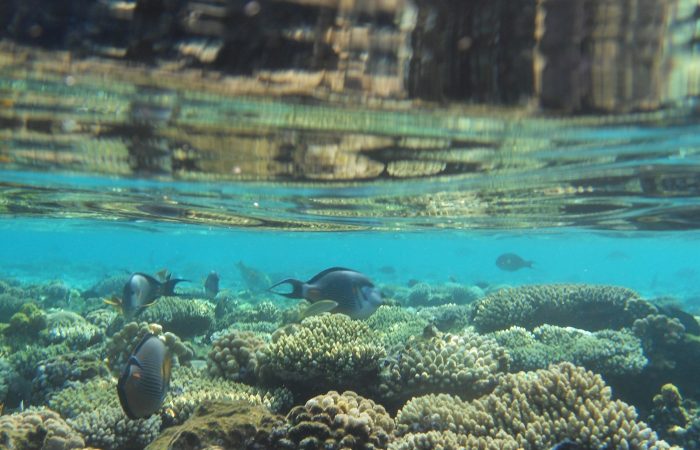 Coral reef and fish in the Red Sea on a Ras Mohammed snorkelling boat trip from Sharm El Sheikh